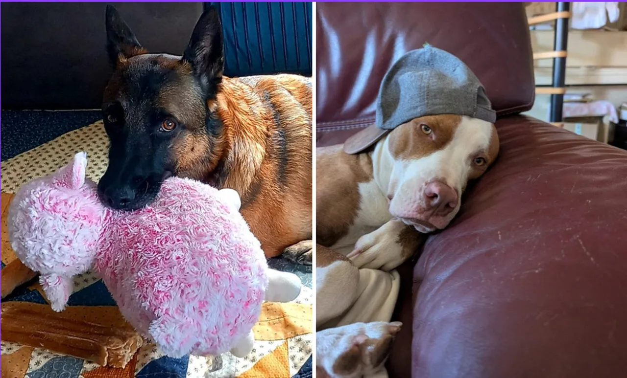 Chiens en attente de familles d'accueil