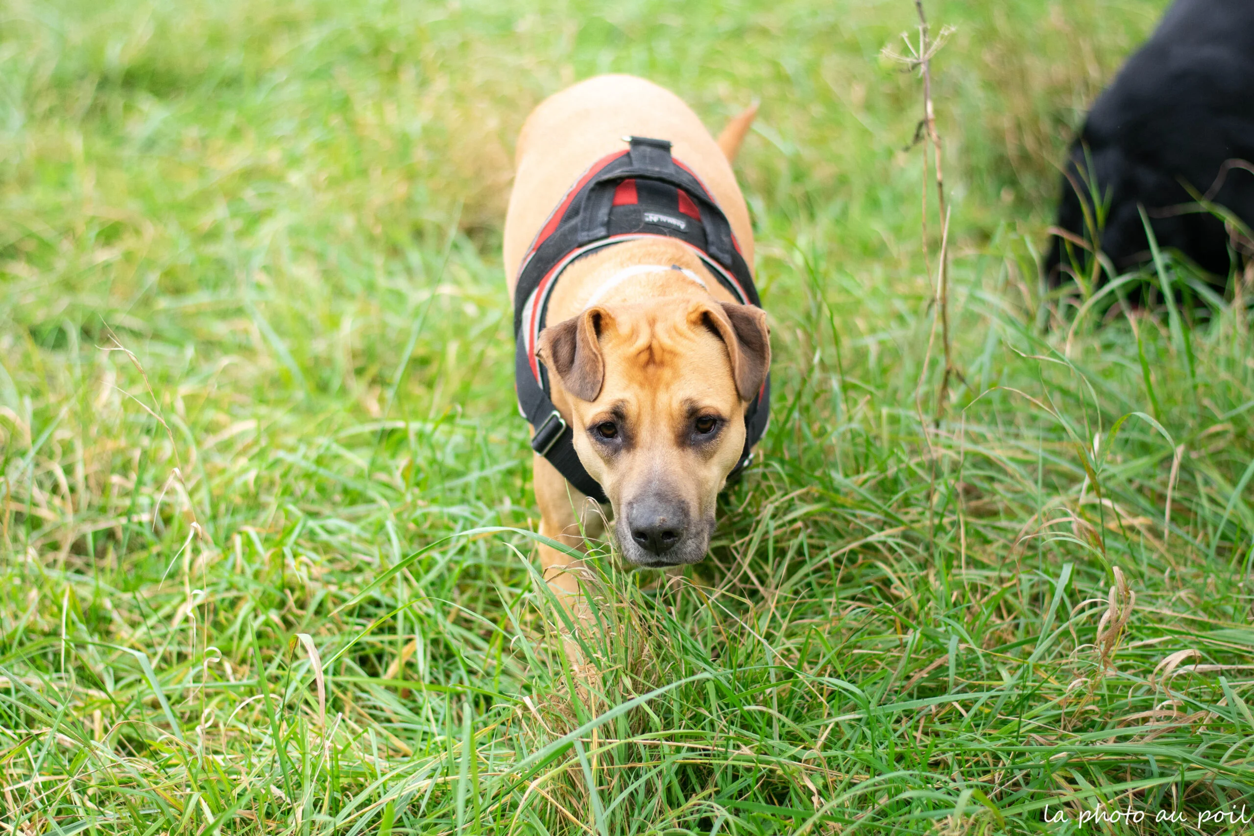 chien en refuge