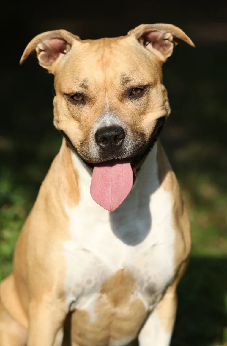 bénévoles avec chien