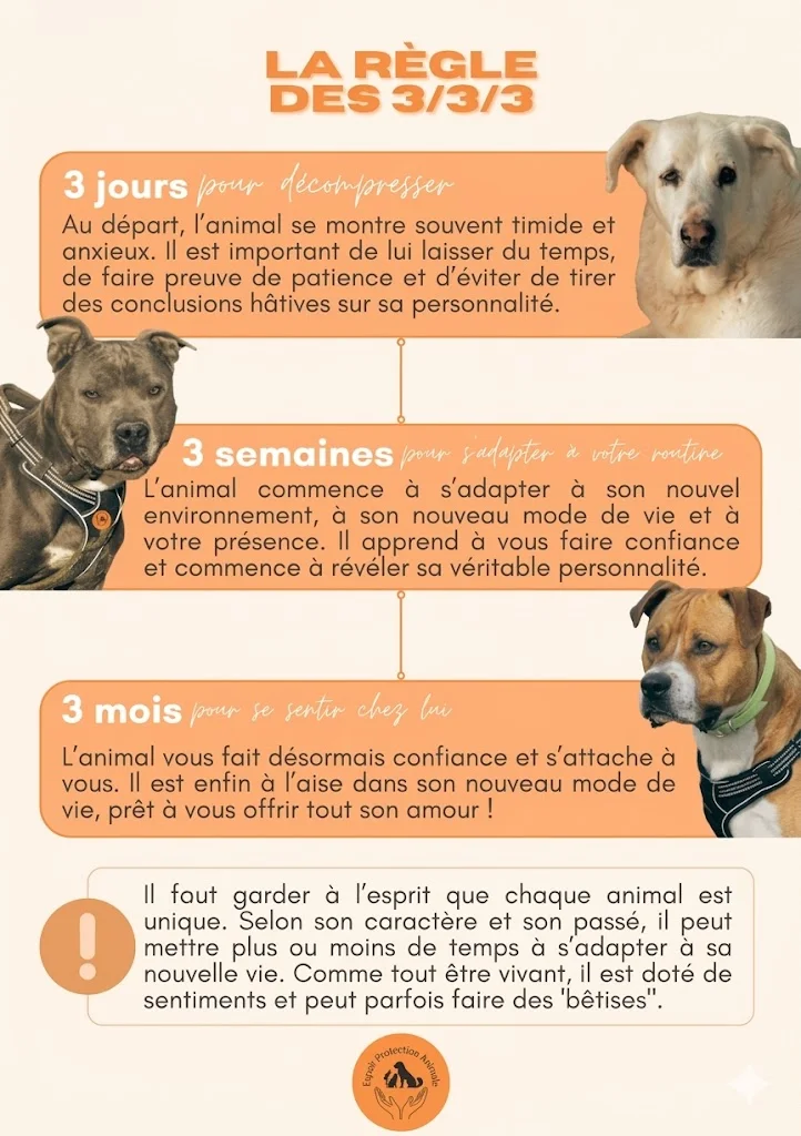 Règle des 3 3 3 pour aider un chien à s'adapter