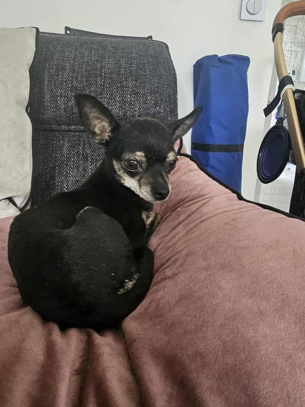 chipie 2